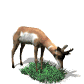 The Great Blue Marble Animal Kingdom and World of Mother Nature has animal cartoons, animal animations, animal images, animal facts, and animal sounds, including antelopes and African wildlife. Great Blue Marble is a fun learning resource for teachers, parents, students, and children.
