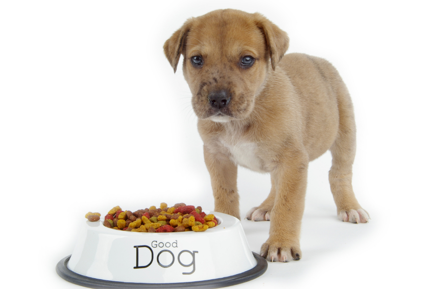 Dog Nutrition