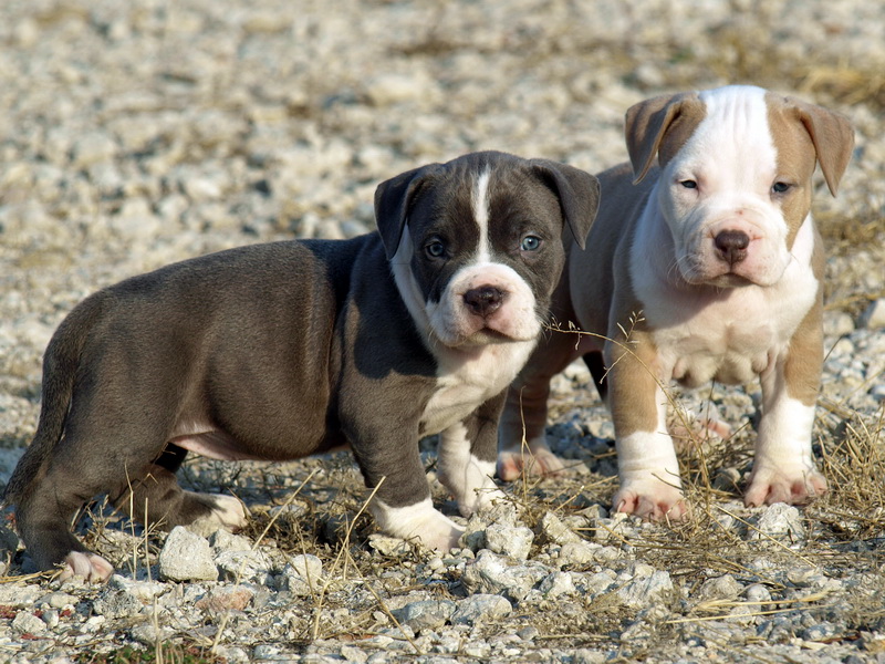 Best Pitbull Traits to Look for in Your New Puppy