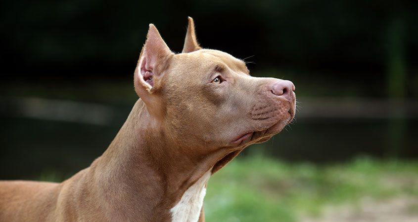 Basic Care Facts and Essentials for Your Next Pitbull