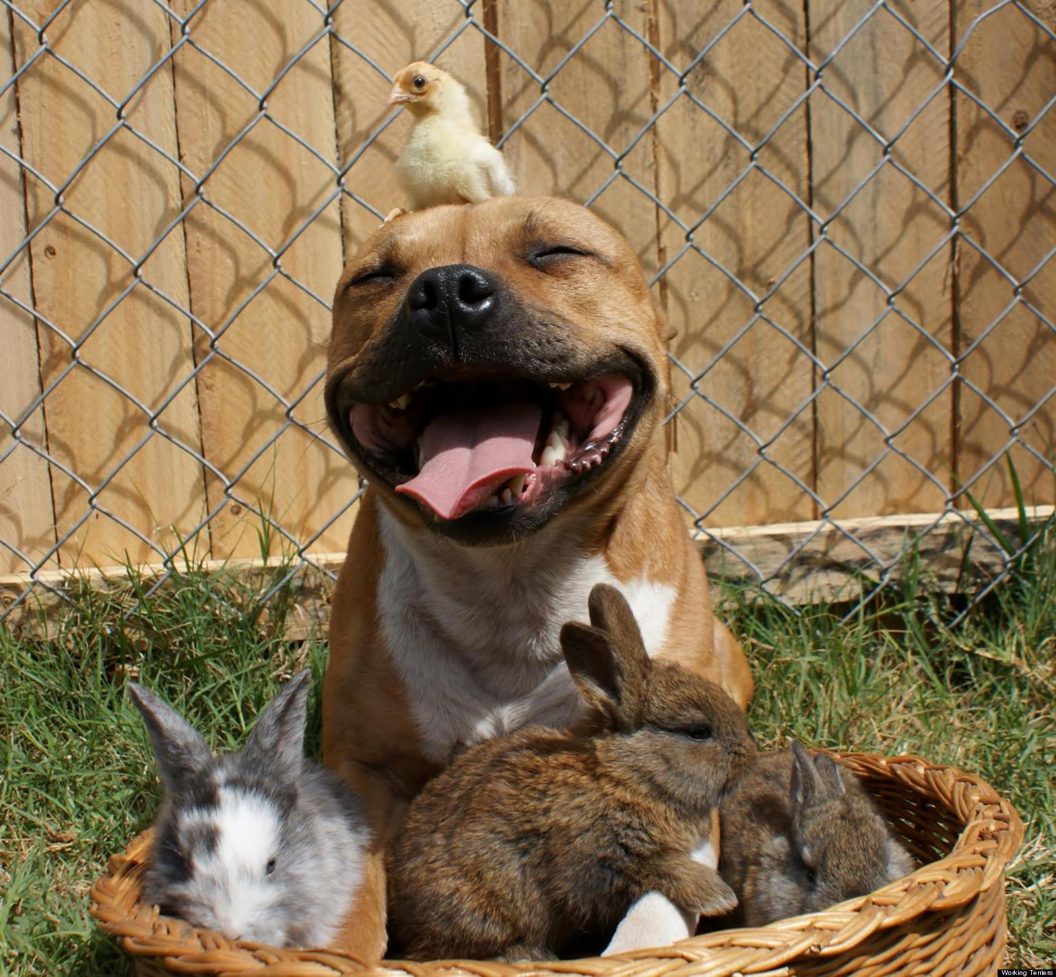 Top Facts About Pitbulls That You May Not Know