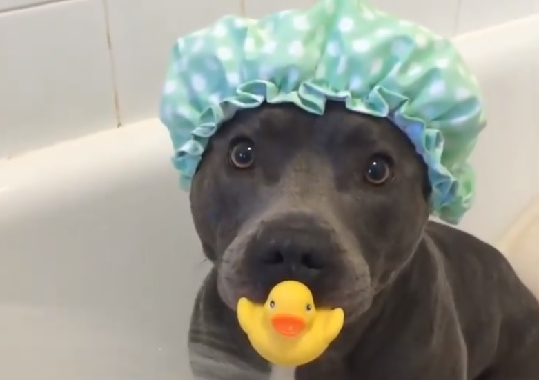 Pitbulls: How to Properly Maintain Their Hygiene