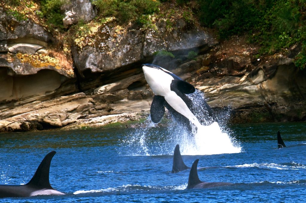 Great Places to See Wildlife on San Juan Island